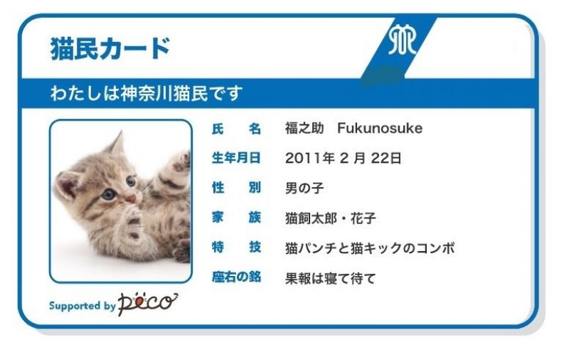 thẻ định danh mèo